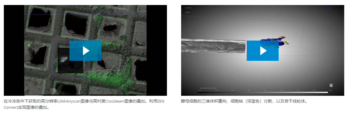 冷冻TEM薄片制备和冷冻体积成像的解决方案-12.png